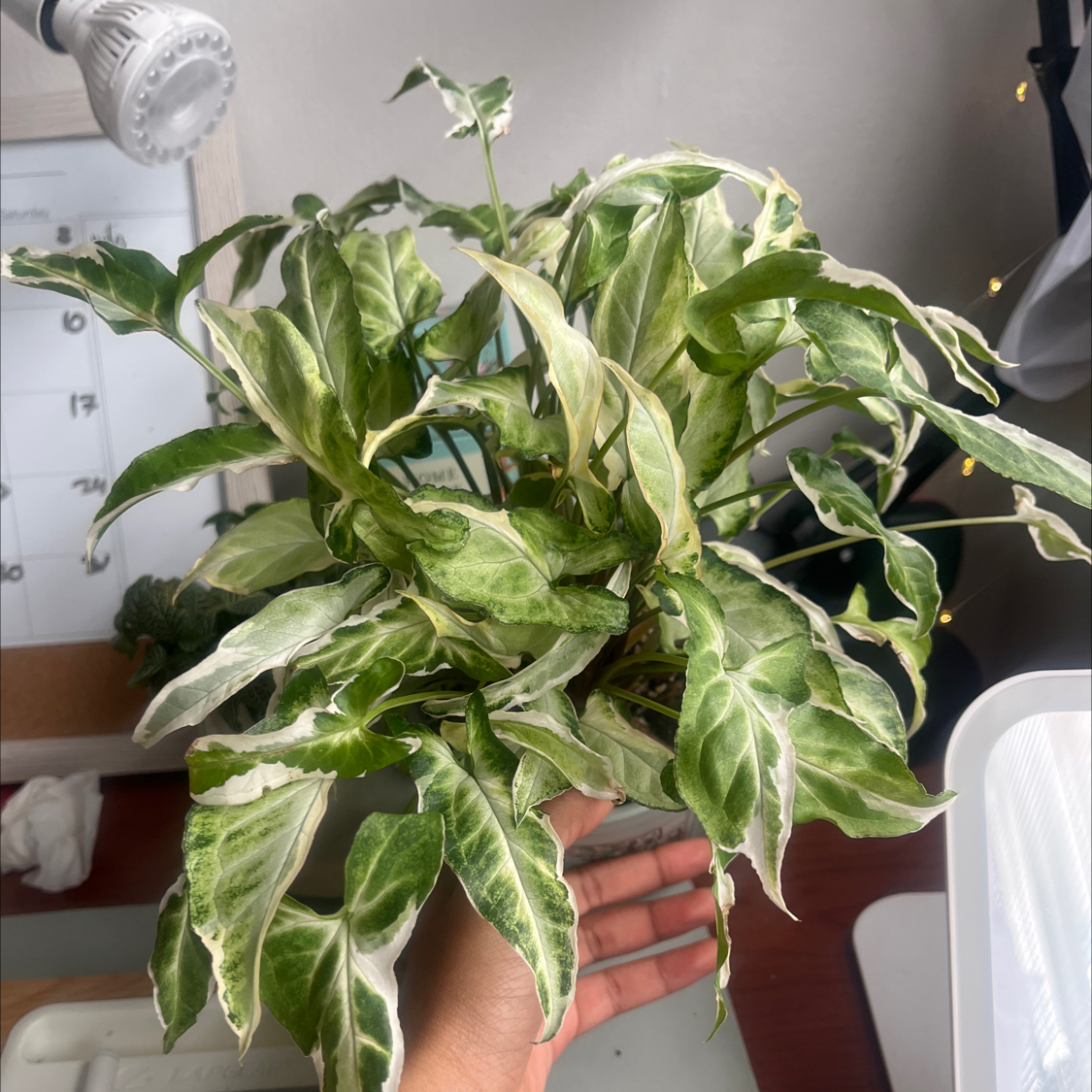 Photo of the plant species Syngonium Starlite by @itsonlyashley_ named Starlite on Greg, the plant care app