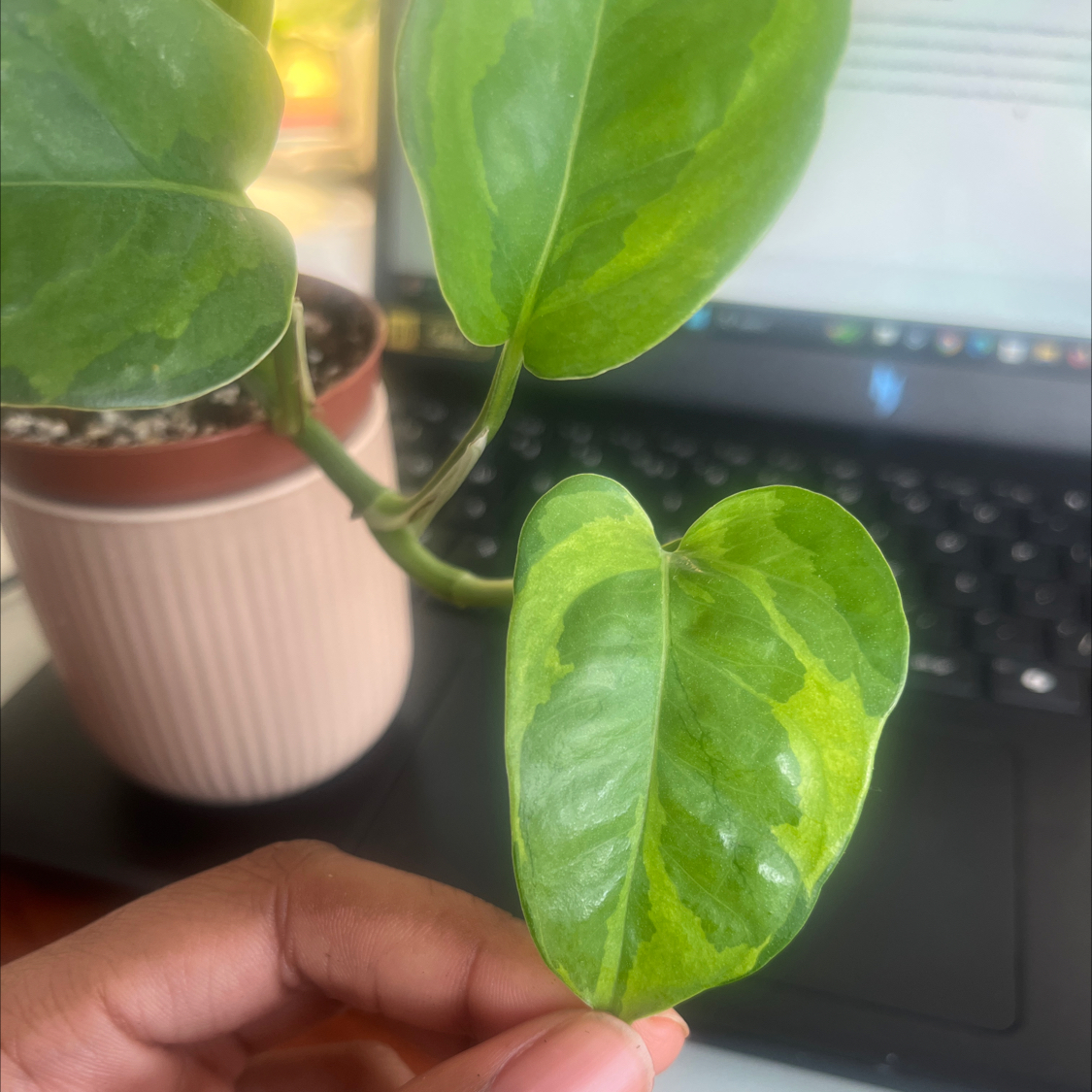 Photo of the plant species Lizard Queen Pothos by @itsonlyashley_ named Leaf Erickson on Greg, the plant care app