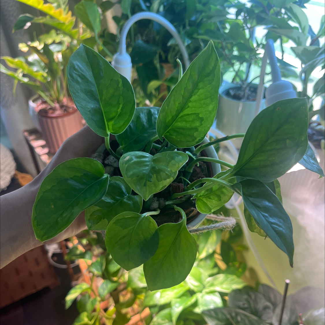 Photo of the plant species Lizard Queen Pothos by @itsonlyashley_ named Leaf Erickson on Greg, the plant care app