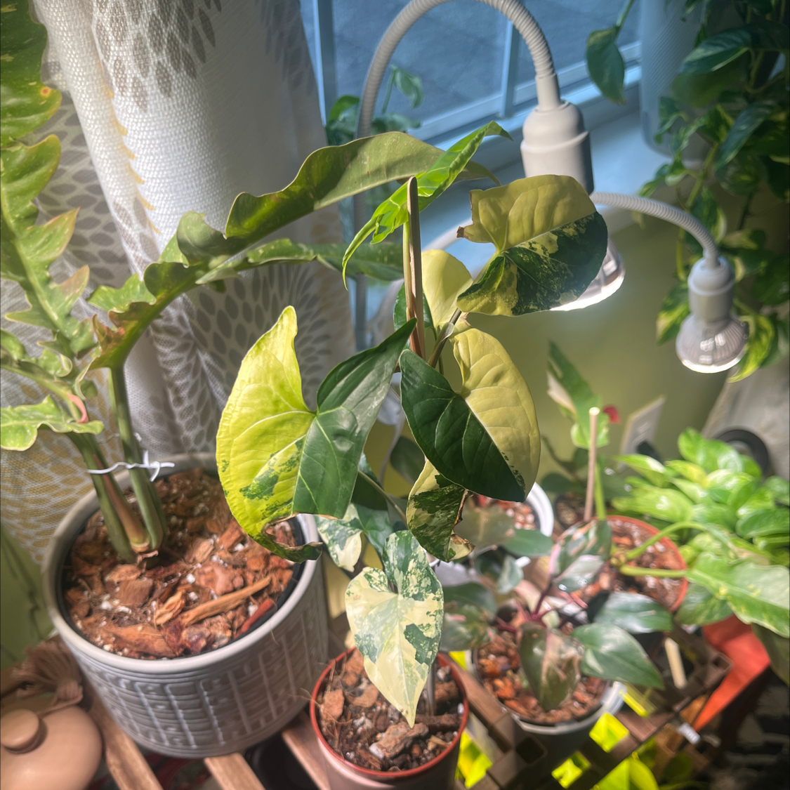 Photo of the plant species Syngonium aurea by @itsonlyashley_ named Sonora on Greg, the plant care app