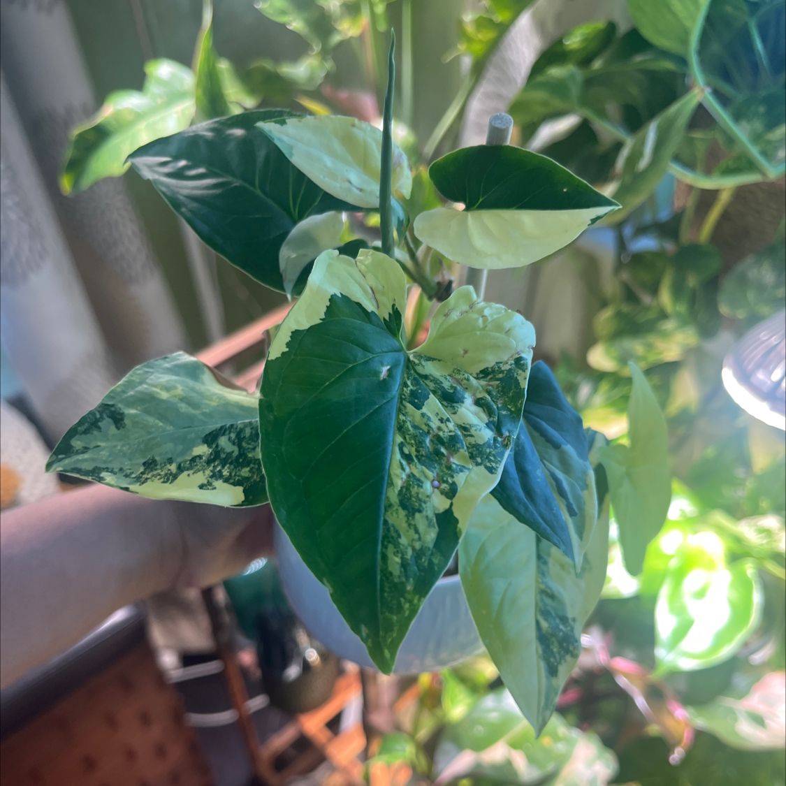 Photo of the plant species Syngonium aurea by @itsonlyashley_ named Sonora on Greg, the plant care app