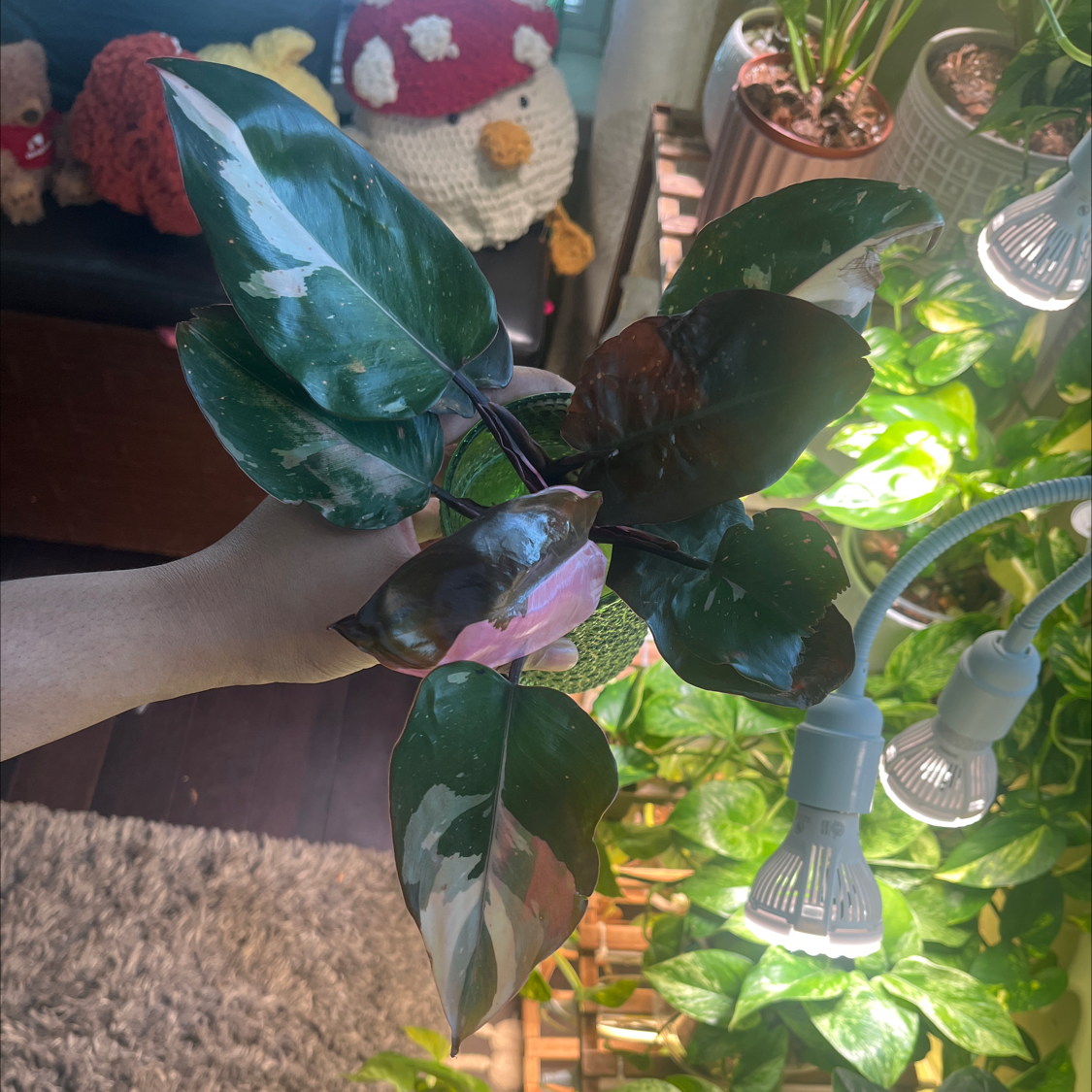 Photo of the plant species Royal Queen Philodendron by @itsonlyashley_ named Lola on Greg, the plant care app