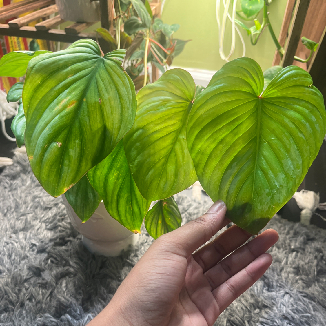 Photo of the plant species Philodendron mamei by @itsonlyashley_ named Tolkien on Greg, the plant care app
