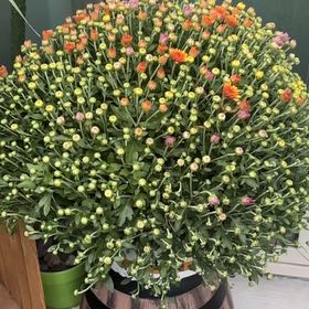 Photo of the plant species Chrysanthemum 'Crete' by @ChampOleaster63 named Darwin on Greg, the plant care app