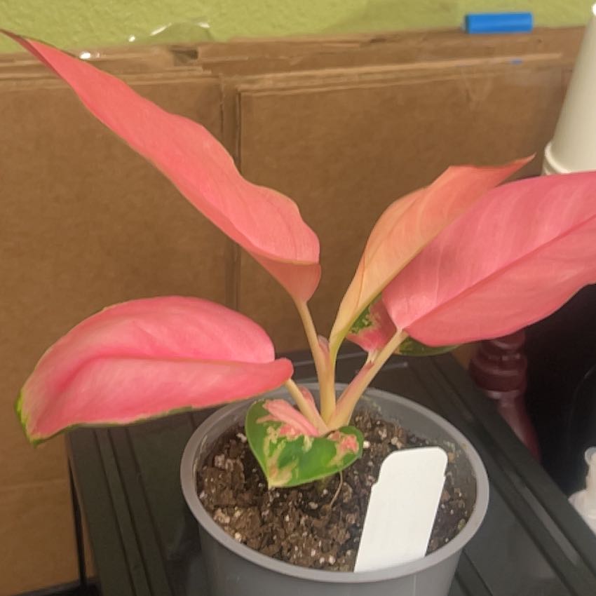 Photo of the plant species Aglaonema 'China Red' by @caitycuity named Fancy on Greg, the plant care app