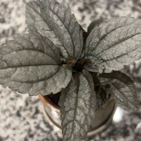 Photo of the plant species Flame Violet by @caitycuity named Silver on Greg, the plant care app