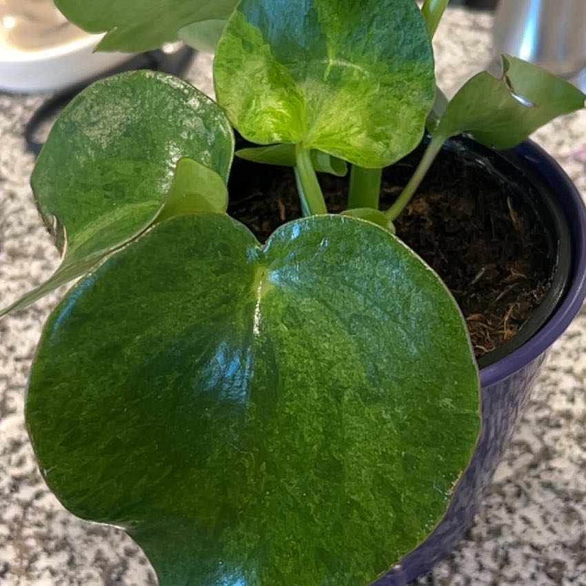 Photo of the plant species Peperomia Camouflage by @caitycuity named Gregory on Greg, the plant care app