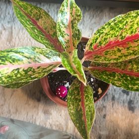 Photo of the plant species Pink Chinese Evergreen by @caitycuity named Sarah on Greg, the plant care app
