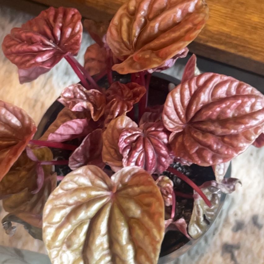 Photo of the plant species Peperomia Quito by @caitycuity named Quito on Greg, the plant care app