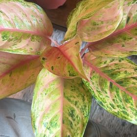 Photo of the plant species Aglaonema by @caitycuity named Gomez on Greg, the plant care app