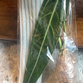 Photo of the plant species Anthurium warocqueanum by @caitycuity named Plato on Greg, the plant care app