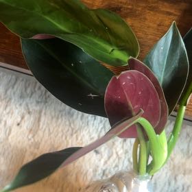 Photo of the plant species Philodendron subhastatum by @caitycuity named Artemis on Greg, the plant care app