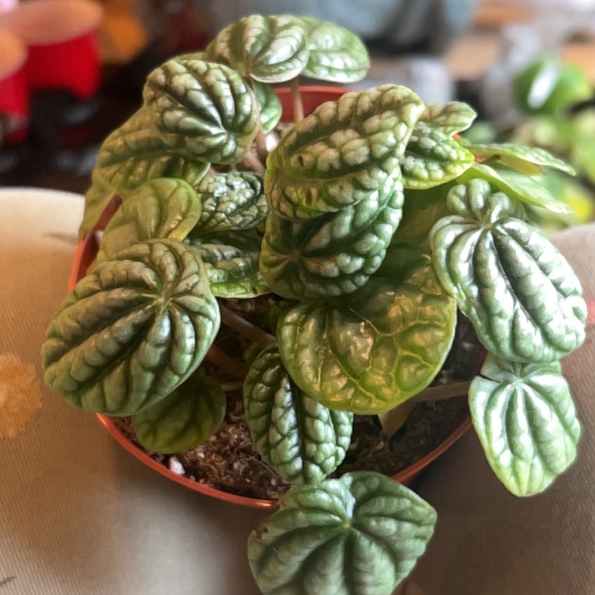 Photo of the plant species Peperomia Burbella by @caitycuity named Burbella on Greg, the plant care app