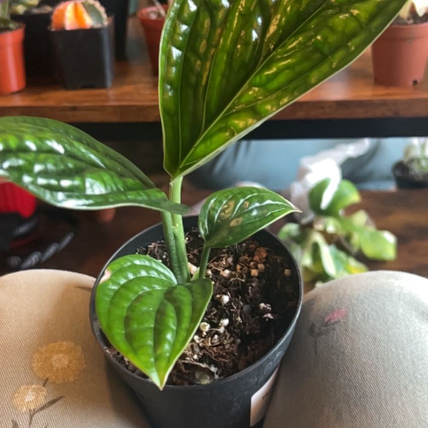 Photo of the plant species Monstera Peru by @caitycuity named Denali on Greg, the plant care app