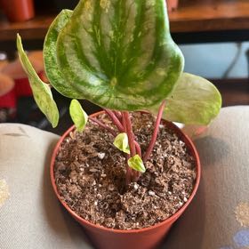Photo of the plant species Variegated Watermelon Peperomia by @caitycuity named Speckle on Greg, the plant care app