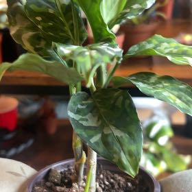 Photo of the plant species Aglaonema 'Tricolor' by @caitycuity named Rambo on Greg, the plant care app