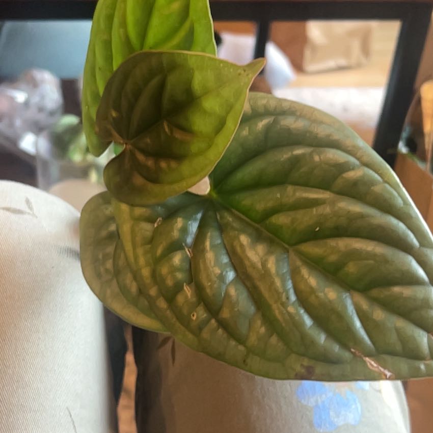 Photo of the plant species Anthurium Luxurians by @caitycuity named Elina on Greg, the plant care app