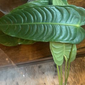 Photo of the plant species Anthurium veitchii by @caitycuity named Da Vinci on Greg, the plant care app