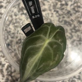 Photo of the plant species Alocasia 'Venom' by @caitycuity named Spider-Man on Greg, the plant care app