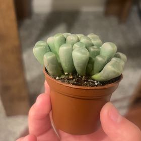 Photo of the plant species Baby Toes by @caitycuity named Remington on Greg, the plant care app