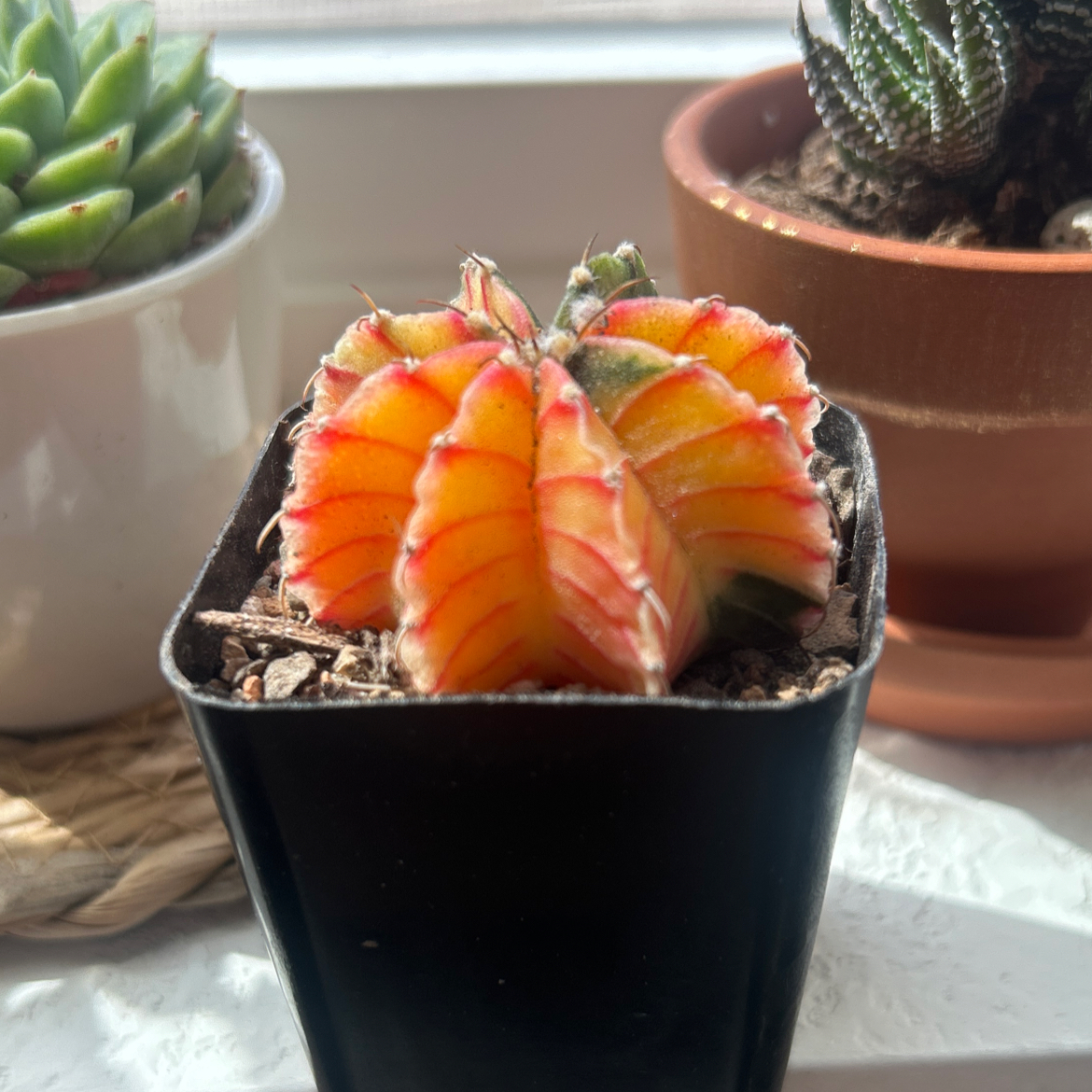 Photo of the plant species Ruby Ball Cactus by @caitycuity named Peyton on Greg, the plant care app