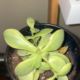 Photo of the plant species succulent by @GoldenLippia30 named gandhi on Greg, the plant care app
