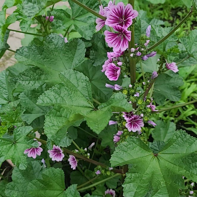 Photo of the plant species High Mallow by @GoldMystax81 named Fernie Saunders on Greg, the plant care app