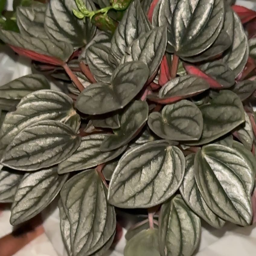 Photo of the plant species Peperomia caperata 'Punto Grigio' by @FancyOkra81 named Dexter on Greg, the plant care app