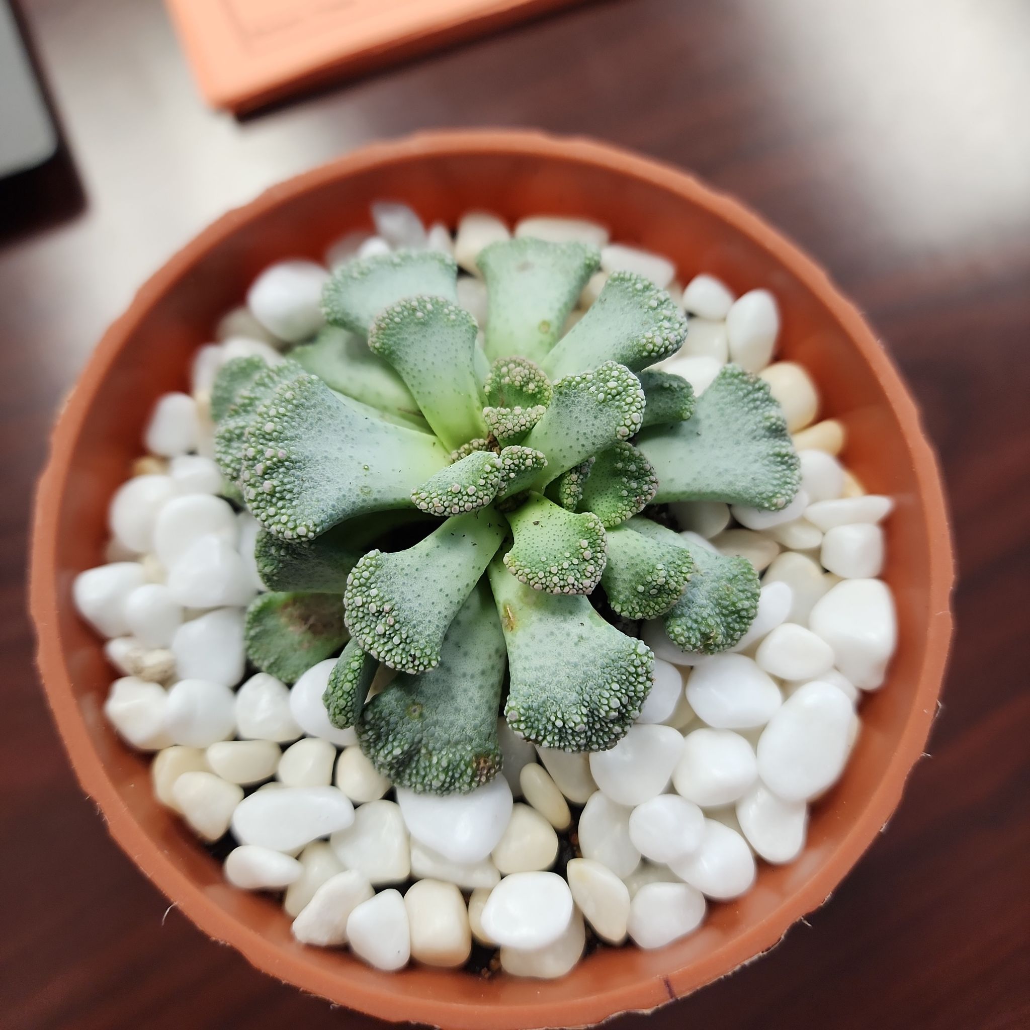 Photo of the plant species Titanopsis calcareum by @YummyWildyam86 named Rocky on Greg, the plant care app