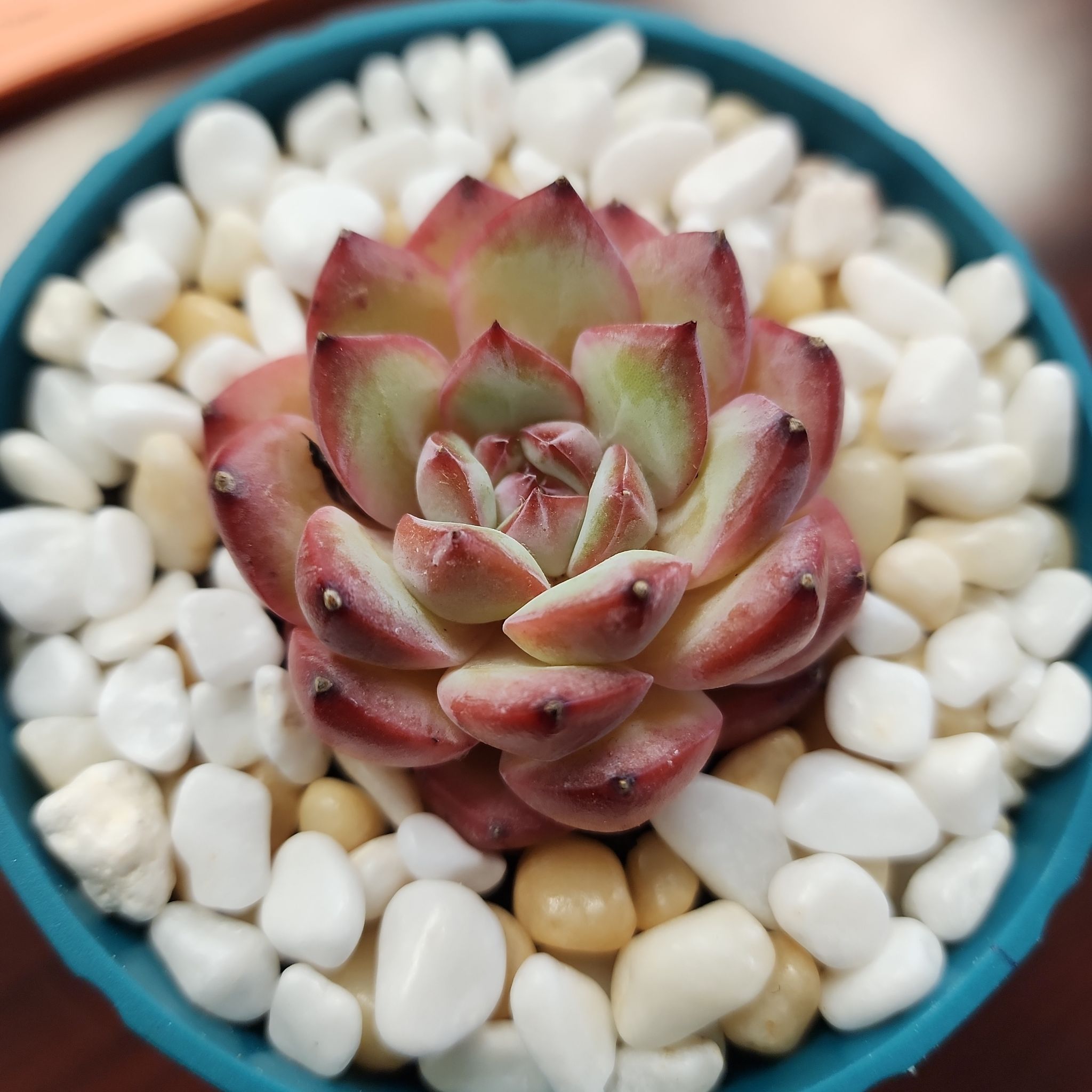Photo of the plant species Strawberry Almond by @YummyWildyam86 named Rosie on Greg, the plant care app