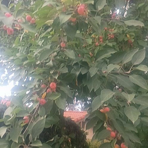 Photo of the plant species Crab Apple by @ProBilberry36 named Curie on Greg, the plant care app