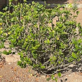 Photo of the plant species beach cabbage by @LovelyTievine53 named Denali on Greg, the plant care app