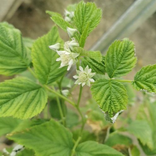 Photo of the plant species European Red Raspberry by @NiceLeadplant18 named Rosie on Greg, the plant care app