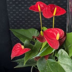 Photo of the plant species Red Anthurium by @MoistMistress named Rhoda on Greg, the plant care app