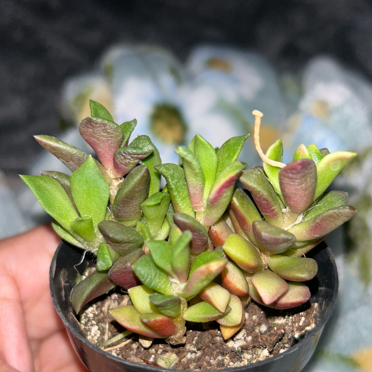 Photo of the plant species Anacampseros by @BoldRaspfern81 named Fiona on Greg, the plant care app