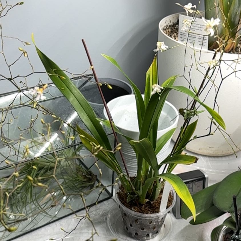 Photo of the plant species Tsiku Marguerite Orchid by @HolySpinyrush29 named Suki on Greg, the plant care app