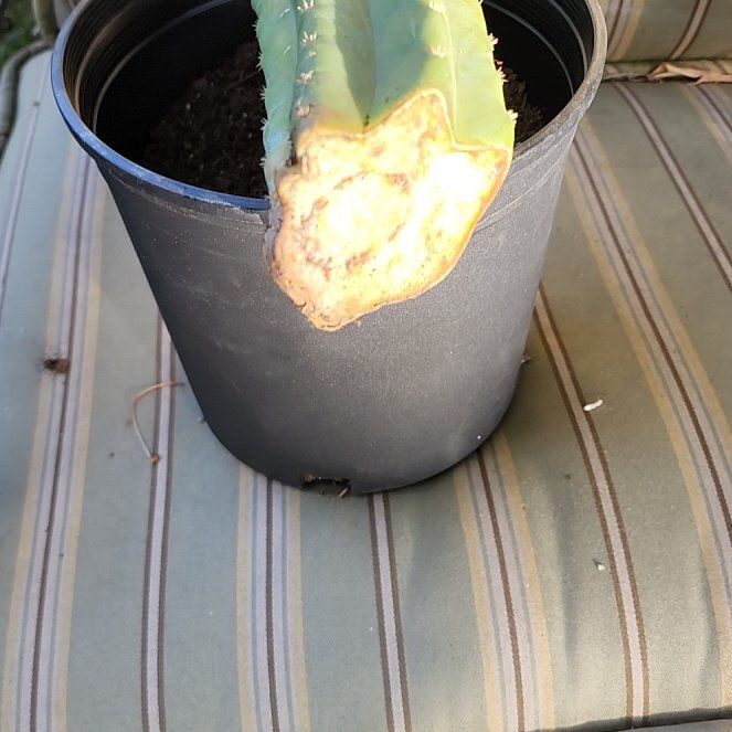 Photo of the plant species San Pedro Cactus by @TactfulTule57 named Queen on Greg, the plant care app
