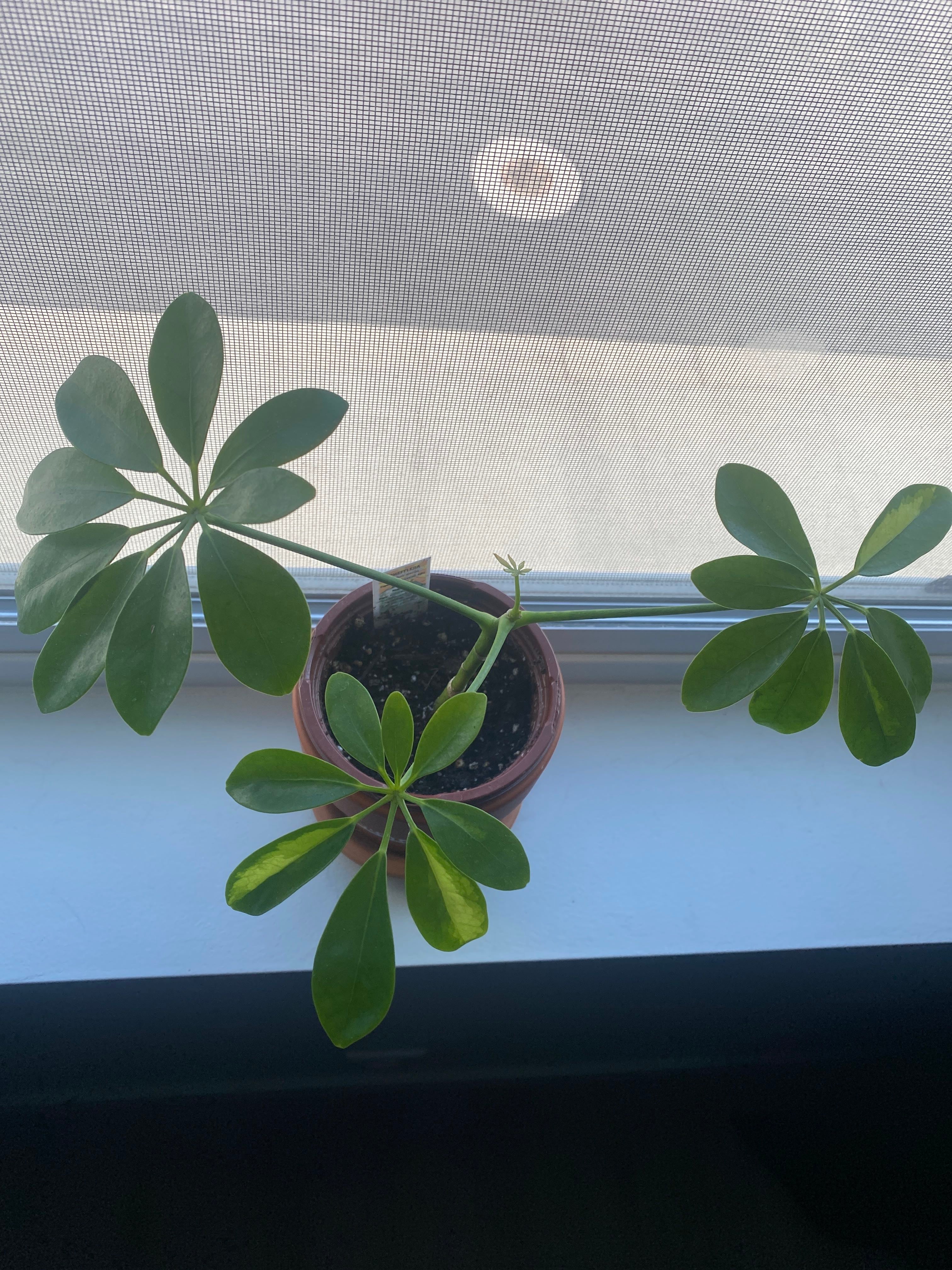 Umbrella Tree Black spots?