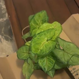 Photo of the plant species Pink Allusion Arrowhead Plant by @SwiftHope92 named Achilles on Greg, the plant care app