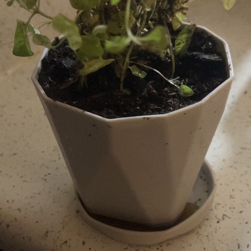 Photo of the plant species Oregano by @WinMatagouri96 named Coco on Greg, the plant care app