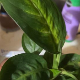 Photo of the plant species Foliage by @WinMatagouri96 named Achilles on Greg, the plant care app