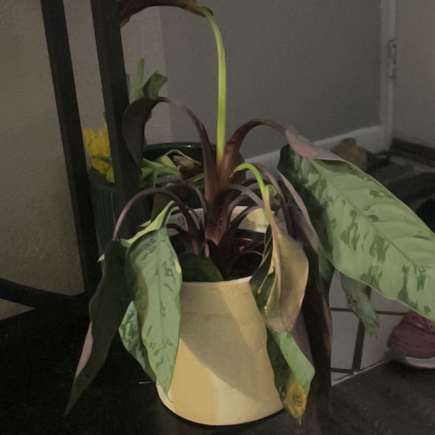 Photo of the plant species Apoballis Red Sword by @WinMatagouri96 named Kardashian on Greg, the plant care app