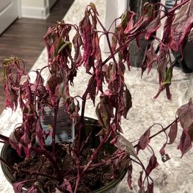 Photo of the plant species Brazilian Red Hot Plant by @SaviorSapote68 named Nithin on Greg, the plant care app