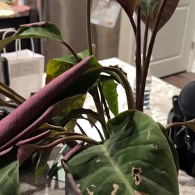 Photo of the plant species Calathea WARSCEWICZII by @SaviorSapote68 named Darwin on Greg, the plant care app