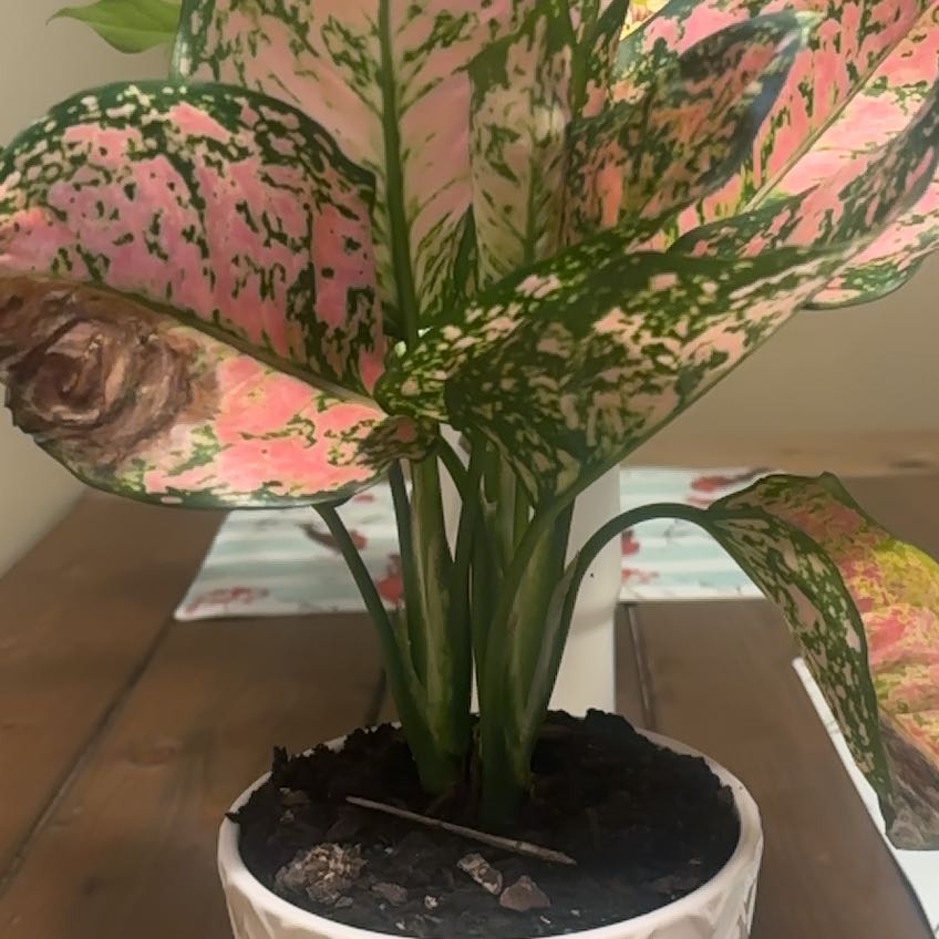 Photo of the plant species Anglaonema Ruby Ray by @IngeniousTomato named Ruby Ray on Greg, the plant care app