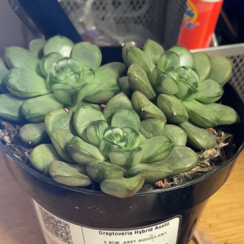 Photo of the plant species Porcelain Plant by @TrueDamsii98 named Morgan Treeman on Greg, the plant care app