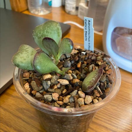 Photo of the plant species Adromischus Triflorus by Faith named Your plant on Greg, the plant care app