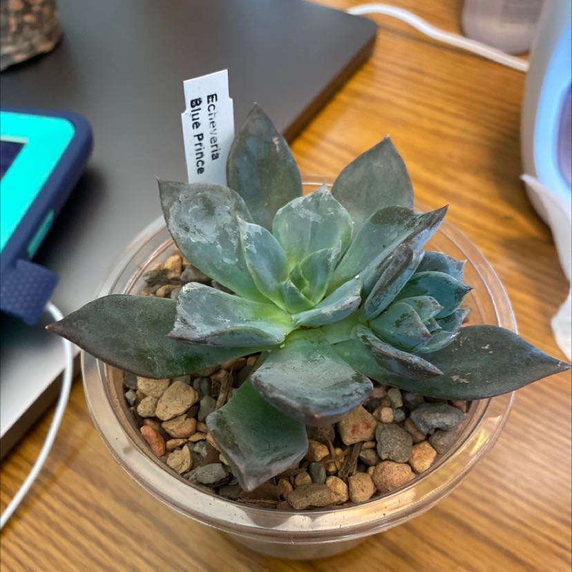 Echeveria 'Blue Prince' succulent in a small pot with rocky soil.