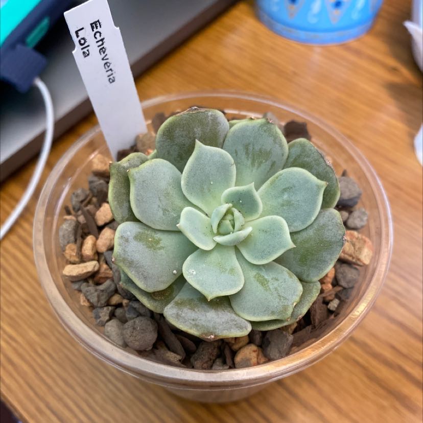 Echeveria 'Lola' succulent in a small pot with visible soil and pebbles.