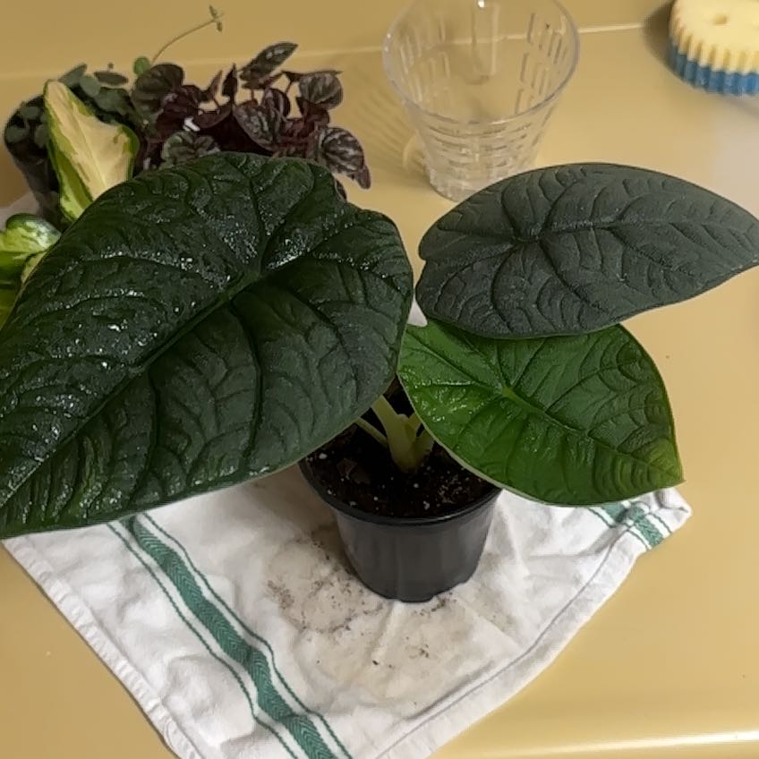 Potted Alocasia 'Rugosa' plant with dark green, textured leaves on a cloth.